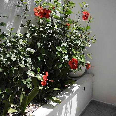 Casa de hóspedes Jele