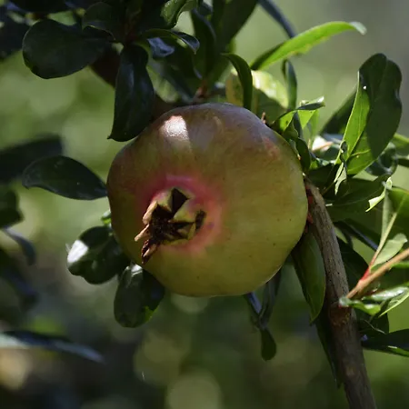 Jele Guest house Dubrovnik